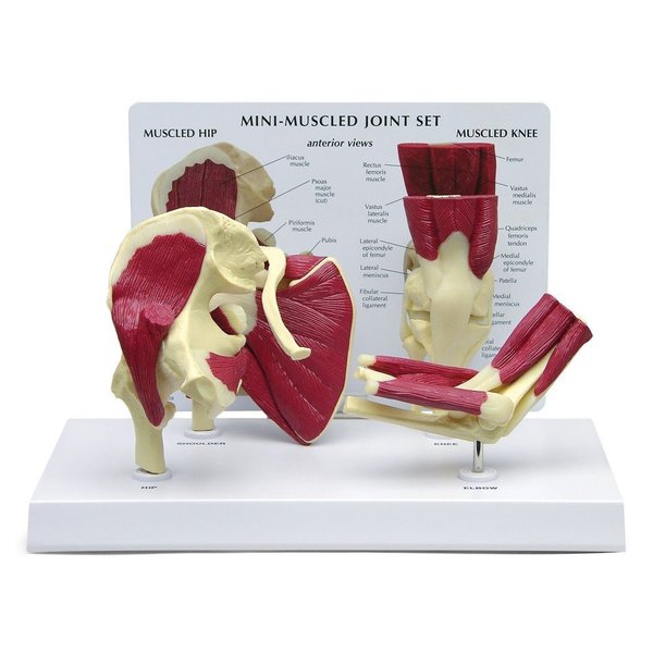 Gpi Anatomical Anatomical Model - Mini Muscled Joint Set 1900